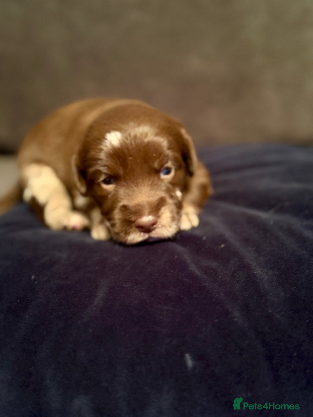 Labradoodle dogs for sale:  Rare Merle Labradoodle Puppies ready 25/10/25 - Image 29