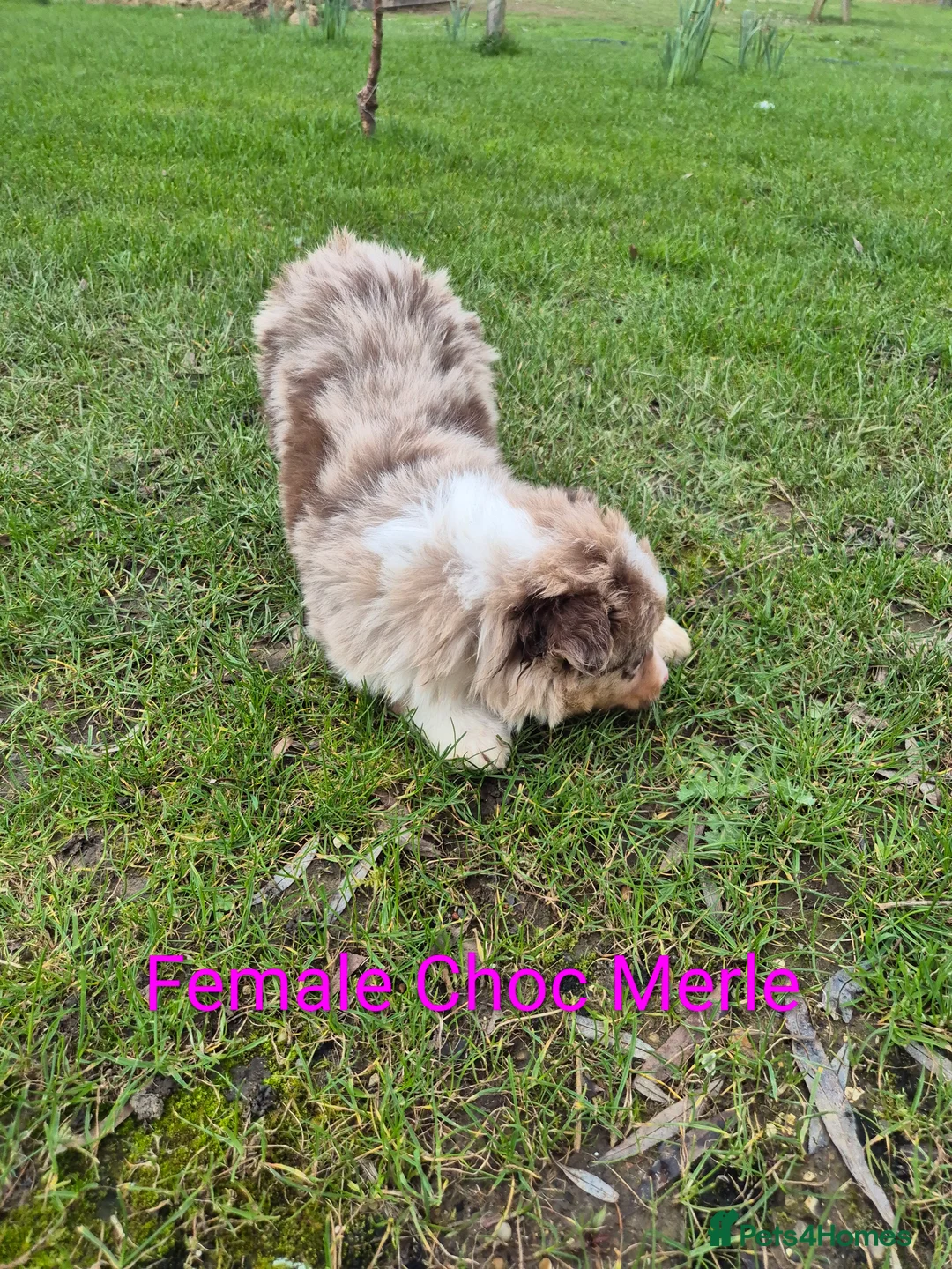 Border Collie dogs for sale: Border Collie Puppies - Advert 2