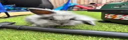 Lionhead rabbits for sale: Mini lionhead bunny rabbits ready for new home  in Basildon - Advert 4