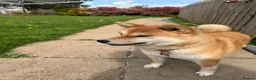 Japanese Shiba Inu dogs for sale: STUNNING JAPNESE SHIBA INU GIRL  - Advert 2