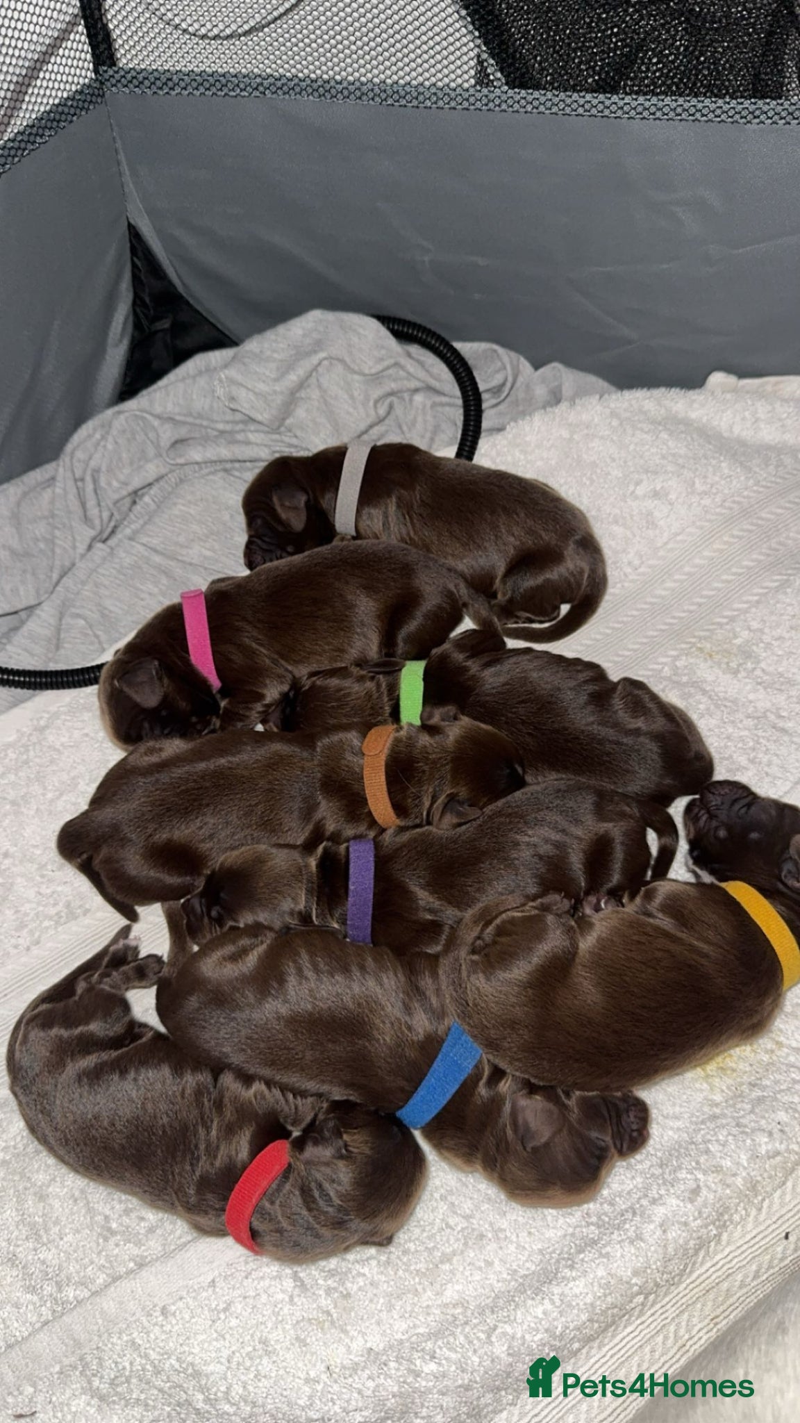 Mixed Breed dogs Exceptional Chocolate Working Sprocker Puppies - Advert 18