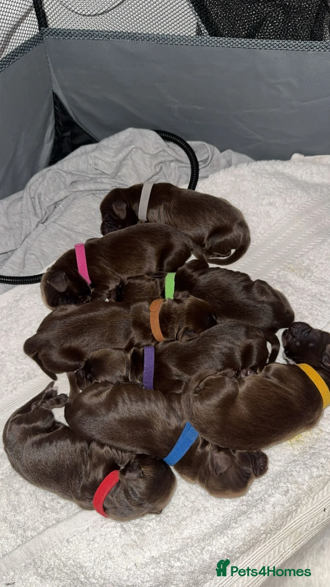 Mixed Breed dogs for sale: Exceptional Chocolate Working Sprocker Puppies - Advert 1