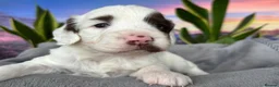 Sproodle dogs for sale: ✨RARE TRICOLOUR TUXEDO MERLE SPROODLES🐾❤️✨ TESTED - Advert 15