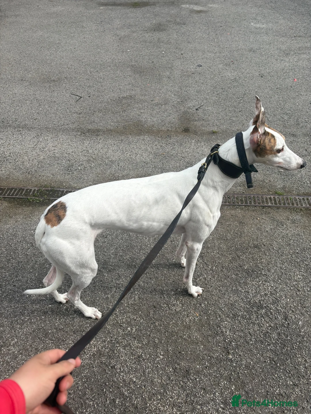 Greyhound dogs for sale: Knockduff Lenson in Houghton le Spring - Advert 4