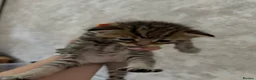 Mixed Breed cats for sale: 5 kittens reserved - Advert 6