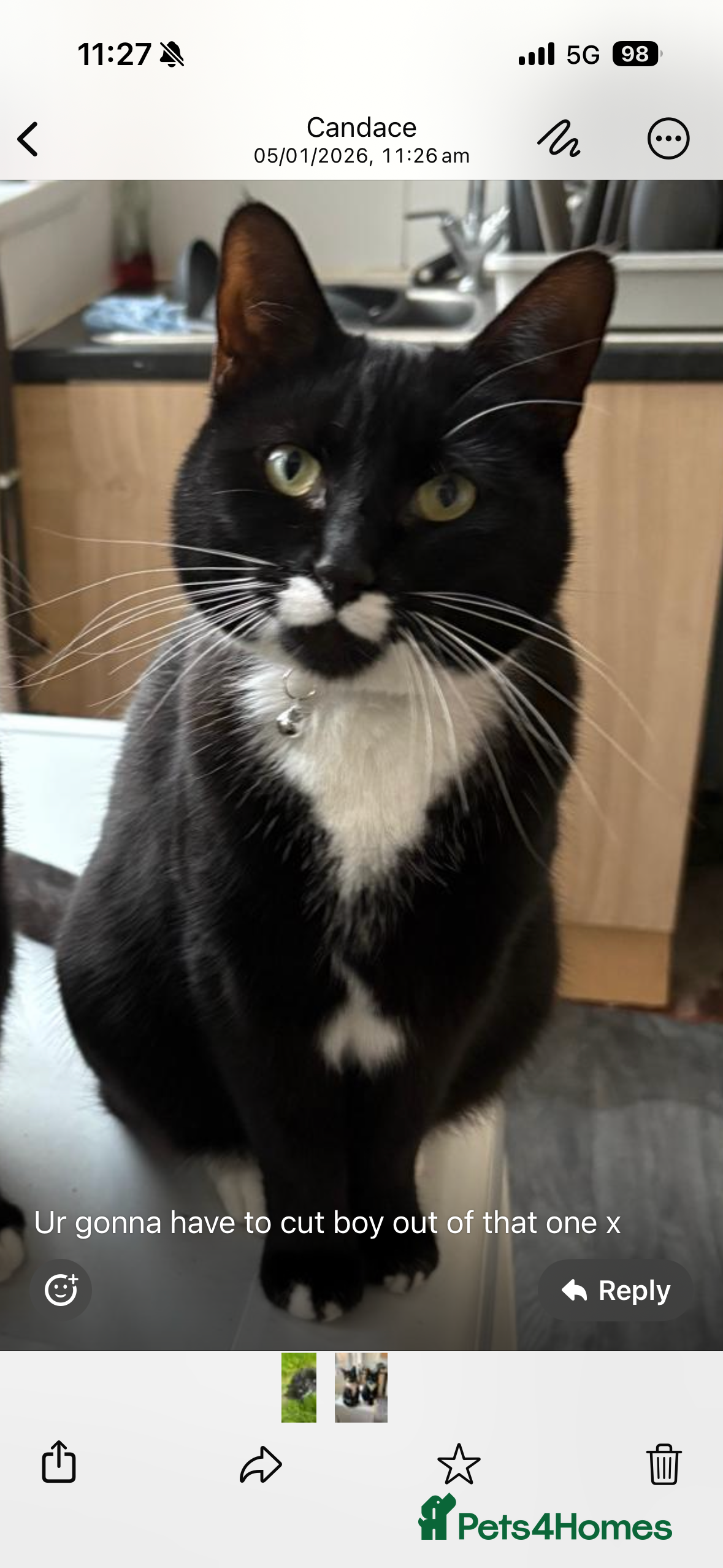 British Shorthair cats Princess - Advert 17