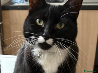 British Shorthair cats Princess - Advert 14