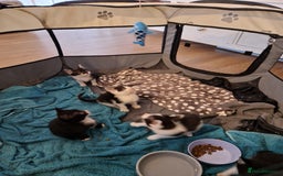 Mixed Breed cats for sale: £50 for a pair READY NOW 8 week old kittens - Image 16