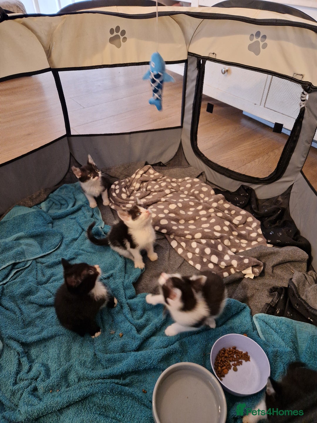 Mixed Breed cats for sale: £50 for a pair READY NOW 8 week old kittens - Image 16