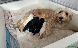 Cockapoo dogs for sale: Cockapoo puppies  - Image 7