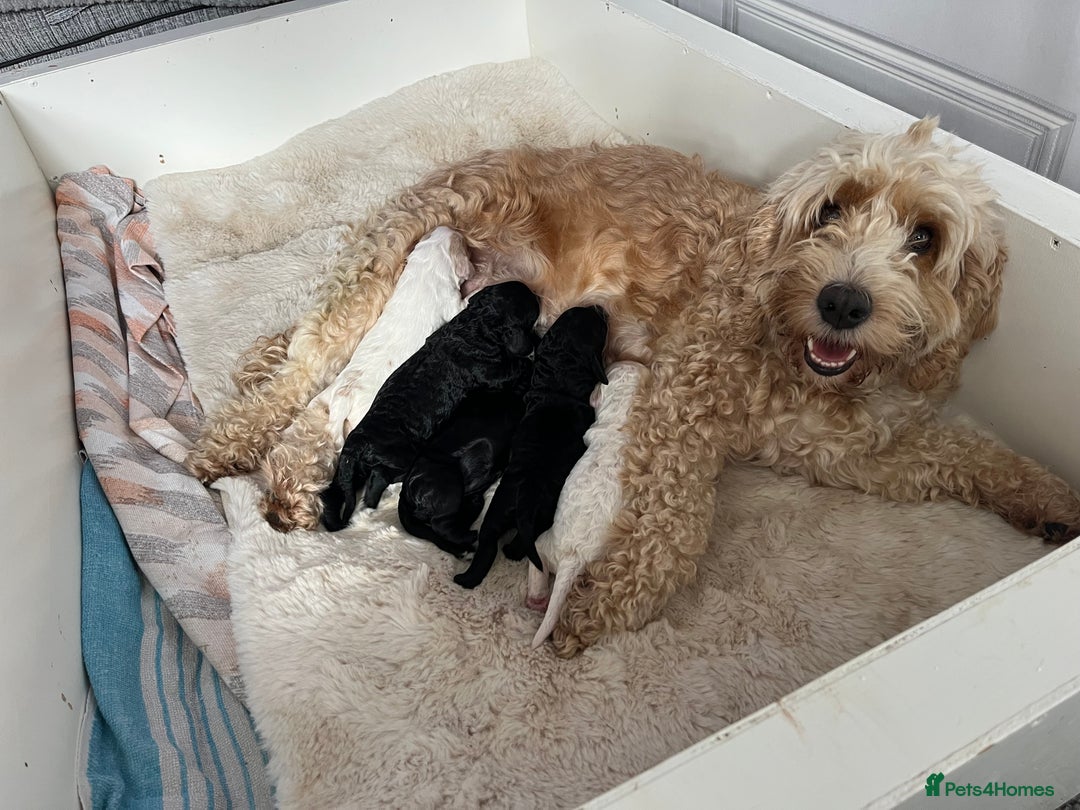 Cockapoo dogs for sale: Cockapoo puppies  - Image 7