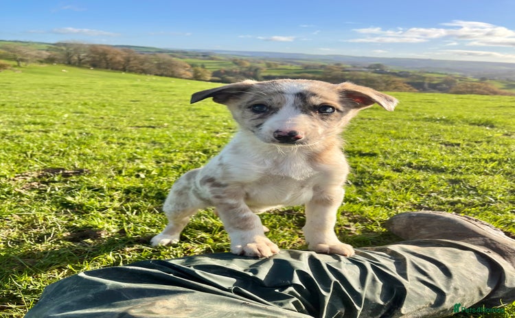 Border Collie dogs Red merle girl  - Advert 3
