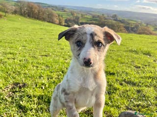 Border Collie dogs Red merle girl - Advert 4