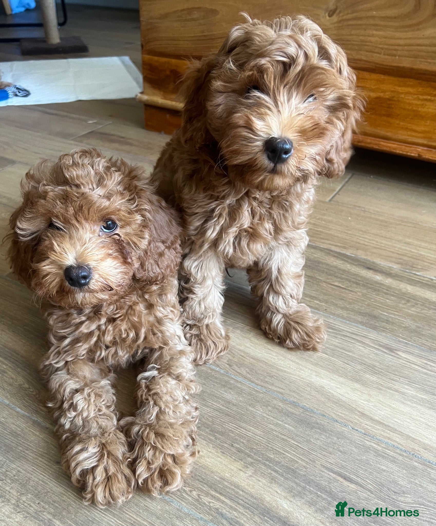 Cavapoo dogs Toy red teddy bear F1B Cavapoos by Asian toy dad - Advert 2