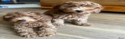 Cavapoo dogs for sale: Toy red teddy bear F1B Cavapoos by Asian toy dad in Chigwell - Advert 8