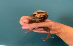 Chickens poultry for sale: Chicks - Image 12