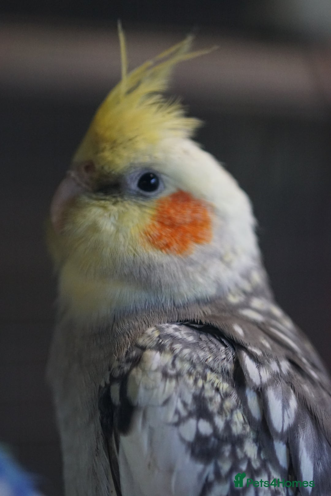 Cockatiels birds for sale: Cockatiels Mixed Genders  - Advert 17