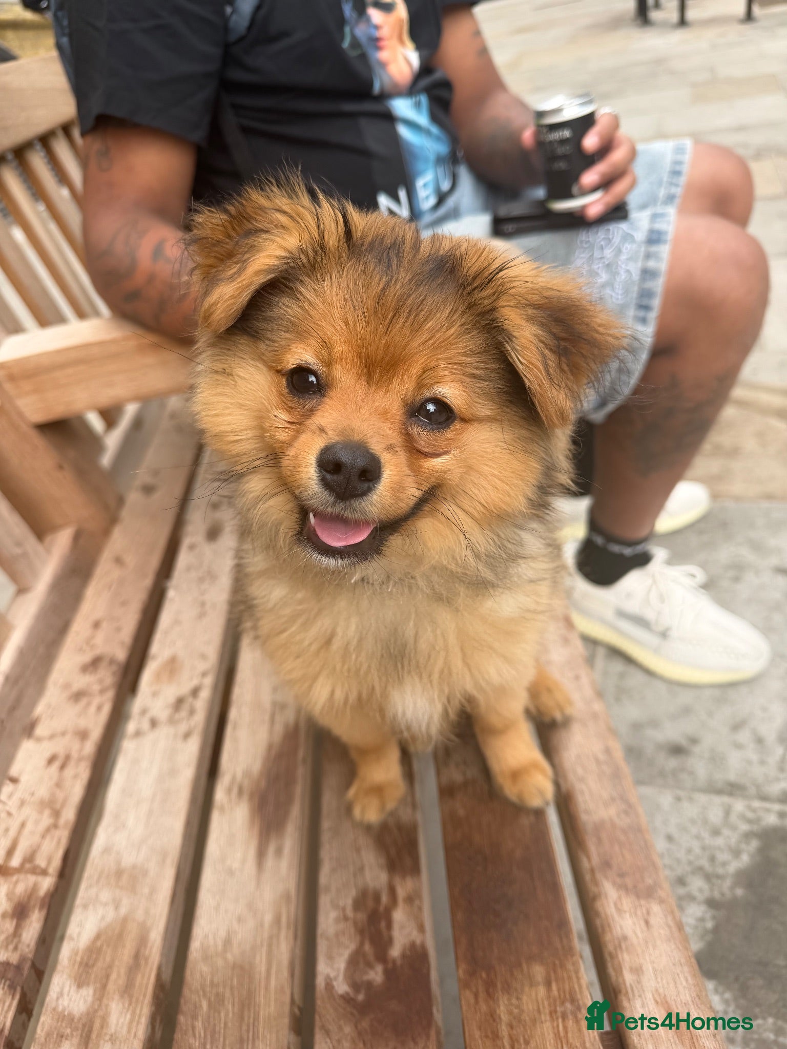 Pomchi dogs Meet Astro – A Friendly and Curious Pomchi Puppy - Advert 2