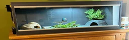 Leopard Gecko reptiles for sale: Mack Snow Leopard Gecko inc. full set up - Advert 3