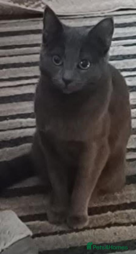 Russian Blue cats 3/4 russian blue kittens - Advert 14