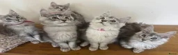Maine Coon cats for sale: Exceptional Pedigree Maine Coon kittens available  in Worcester - Advert 13