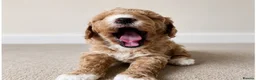 Cavapoo dogs for sale: Cavapoo x Australian labradoodle puppies  in Northampton - Advert 10