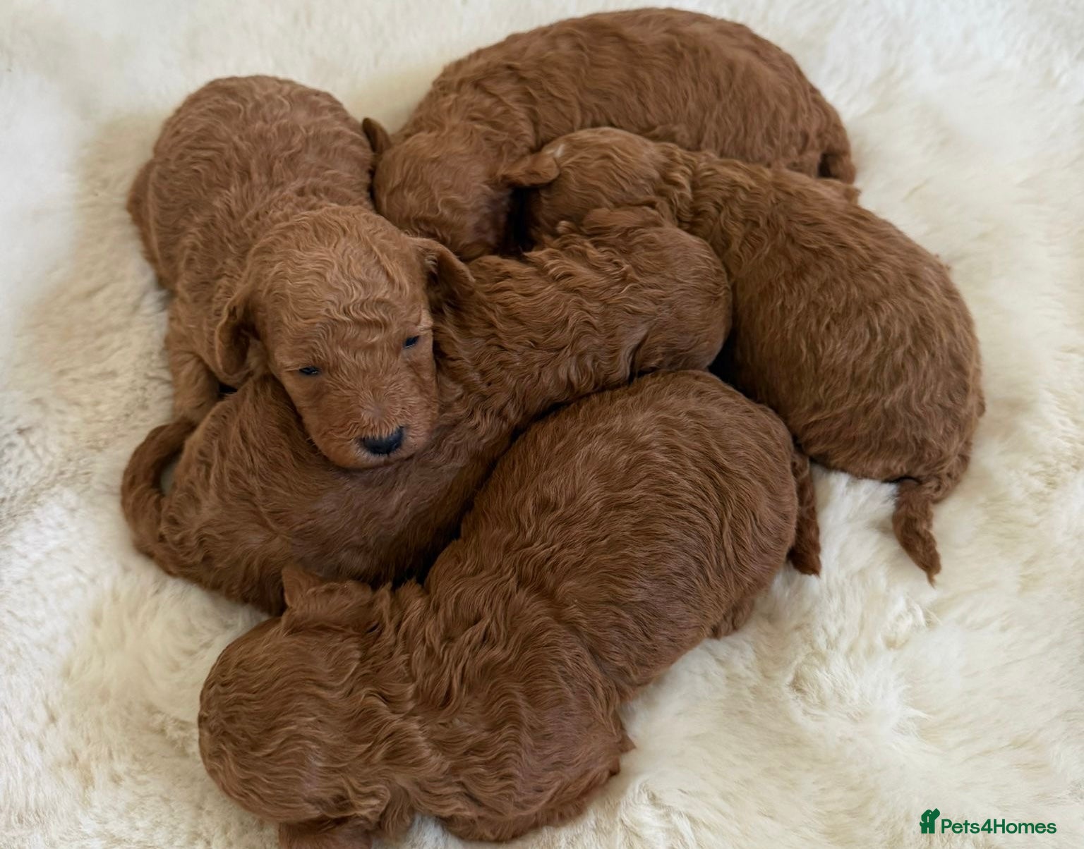 Toy Poodle dogs BEAUTIFUL KENNEL CLUB REG!! TOY POODLE - Advert 3