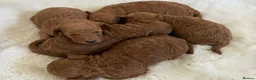 Toy Poodle dogs for sale: BEAUTIFUL KENNEL CLUB REG!! TOY POODLE - Advert 1