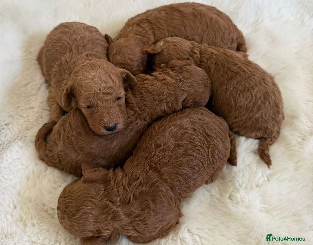 Toy Poodle dogs for sale: BEAUTIFUL KENNEL CLUB REG!! TOY POODLE - Advert 1
