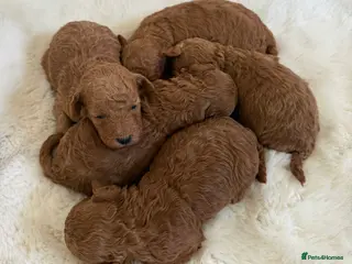 Toy Poodle dogs BEAUTIFUL KENNEL CLUB REG!! TOY POODLE - Advert 4