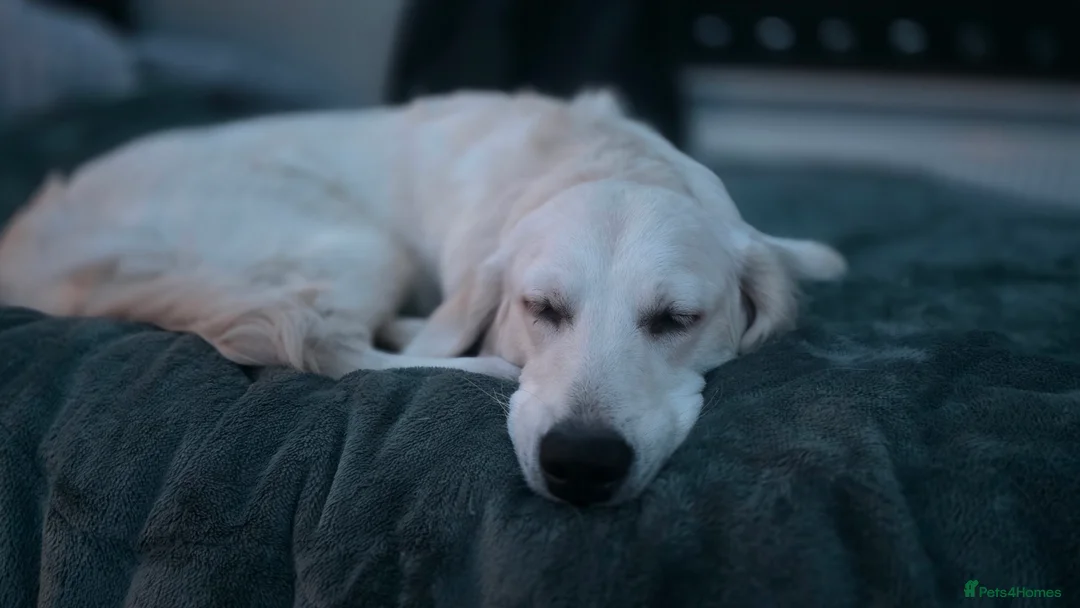 Golden Retriever dogs for sale: Lilly golden retriever 7 months old kc registered  - Advert 6