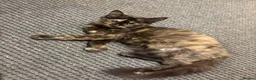 Mixed Breed cats for sale: 3 kitten rehoming - Advert 2