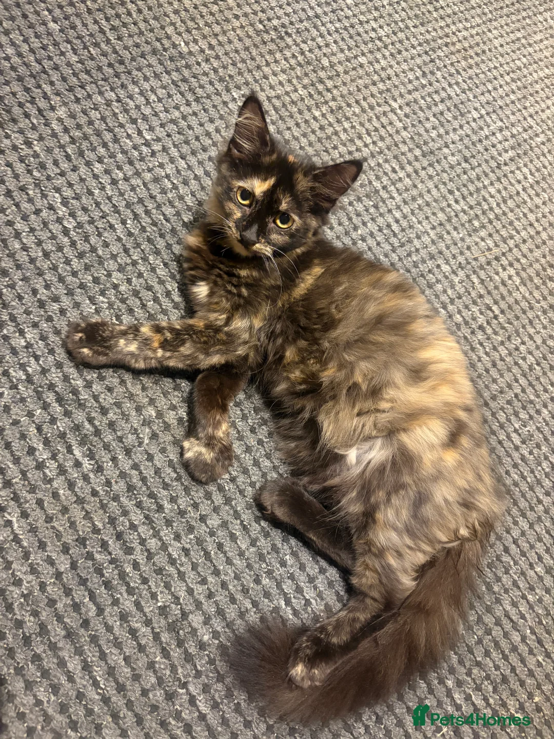 Mixed Breed cats for sale: 3 kitten rehoming - Advert 2