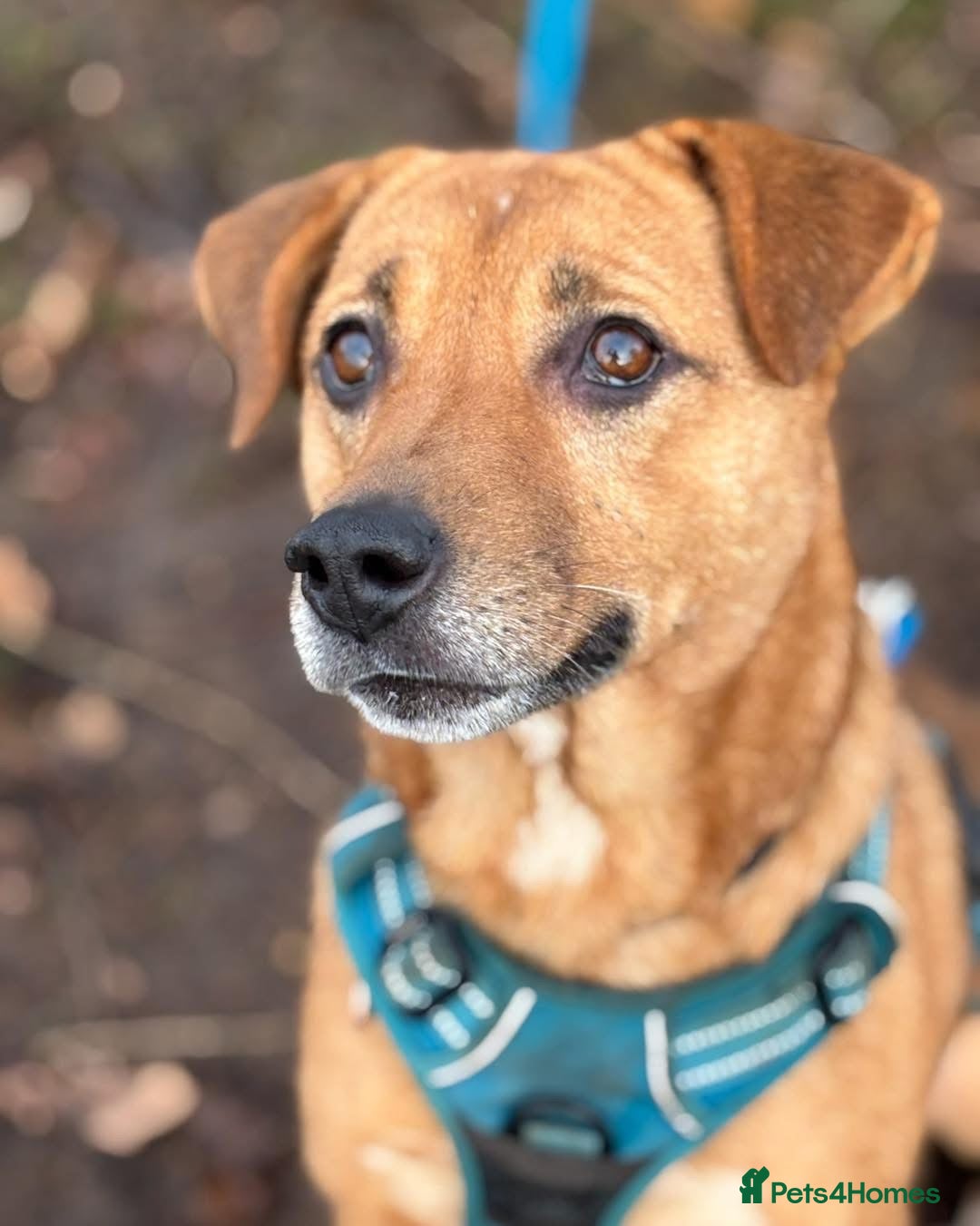 Mixed Breed dogs 🧡 Delightful Duffy - once a shell of a dog 🧡 in Kidderminster - Advert 5