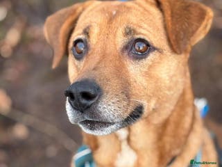 Mixed Breed dogs 🧡 Delightful Duffy - once a shell of a dog 🧡 in Kidderminster - Advert 11