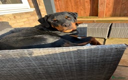 Rottweiler dogs for sale: Beautiful Rottweiler male  - Image 4