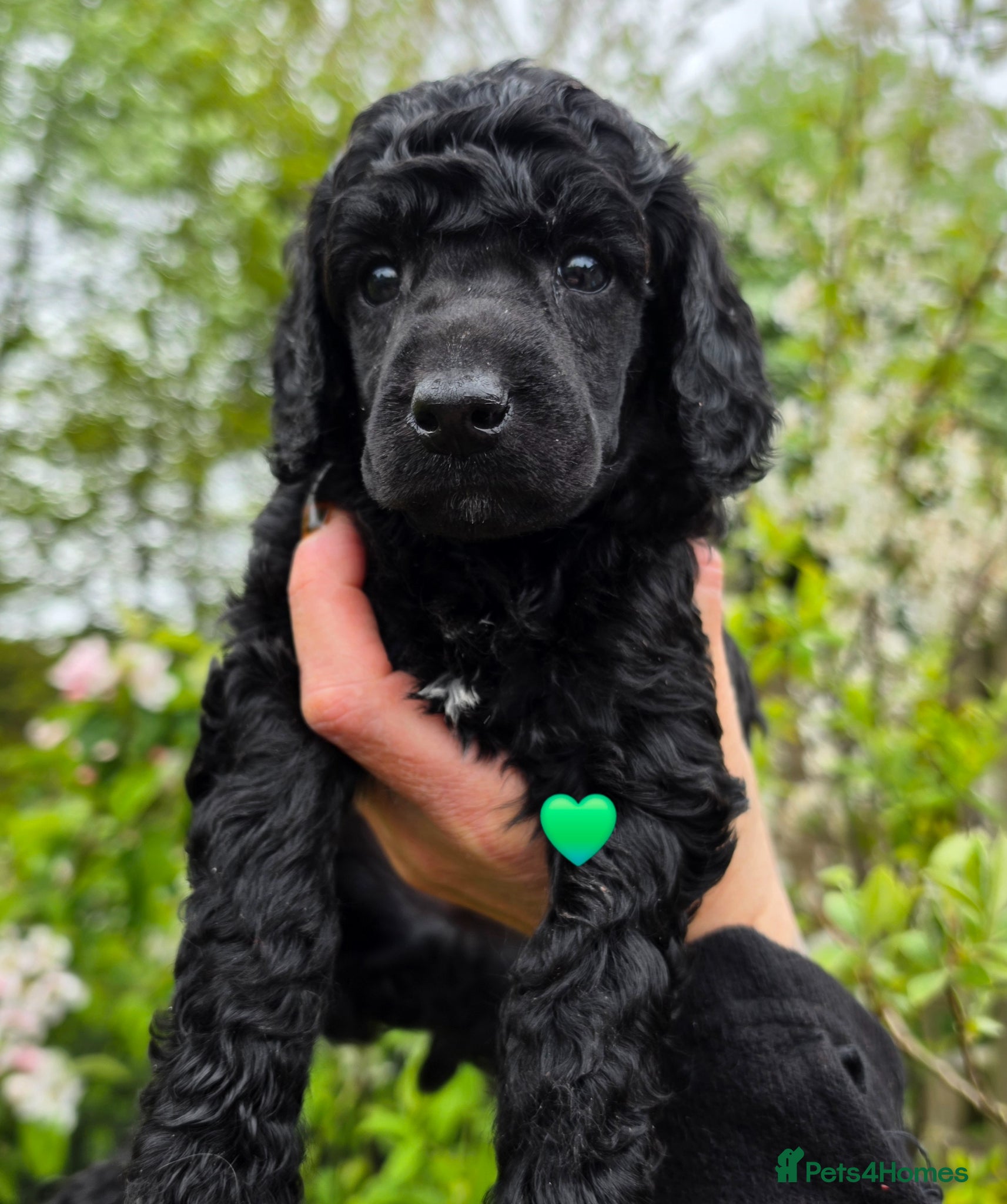 Poodle Puppy 3