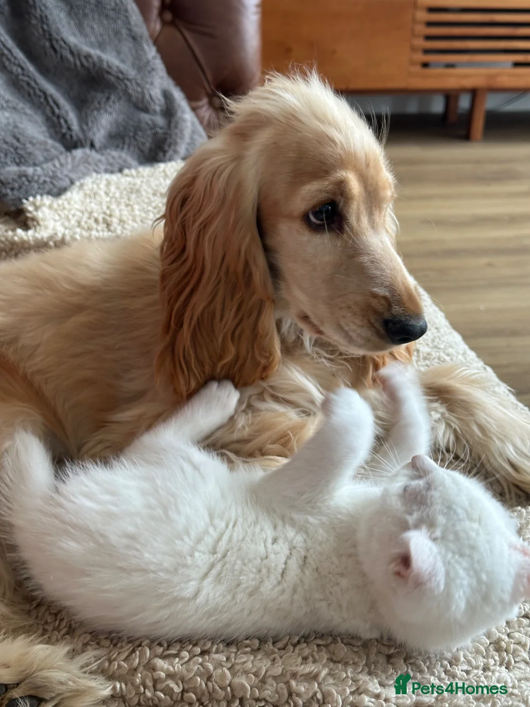 Cocker Spaniel dogs for sale: Beautiful Show Cocker 9months old   in Nairn - Advert 4