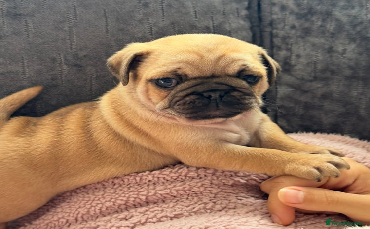 Pug dogs - Advert 1