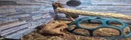 Python Snake reptiles for sale: Female Royal Python - Advert 8