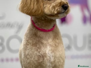 Miniature Poodle dogs Stunning Deep Red & Apricot Mini Poodle Puppies - Advert 2