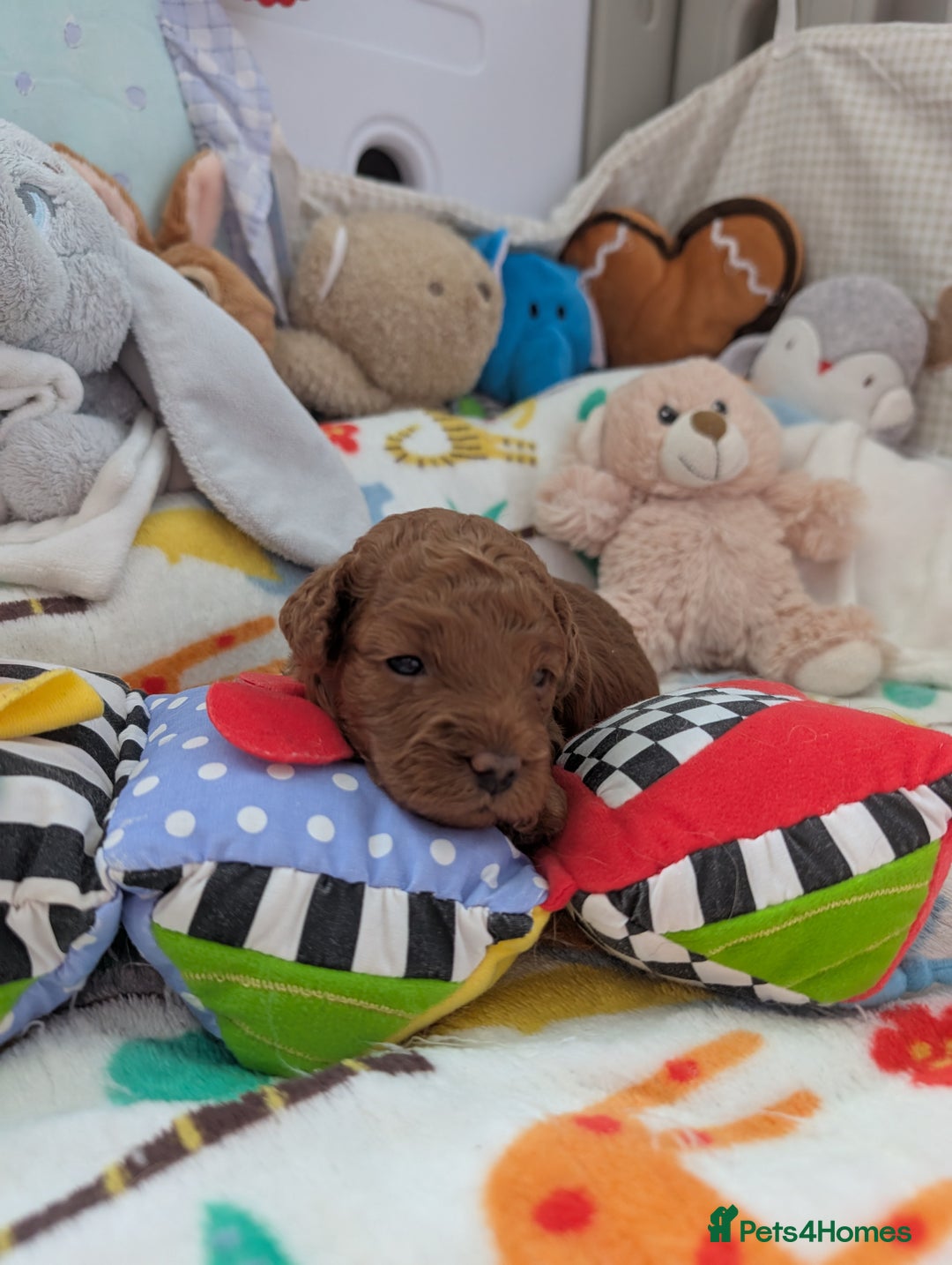 Cavapoo dogs for sale: F1B Deep Fox Red High Quality DNA Clear Puppy  - Image 9