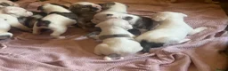 American Bulldog dogs for sale: AMERICAN BULLDOG PUPIES - Advert 8