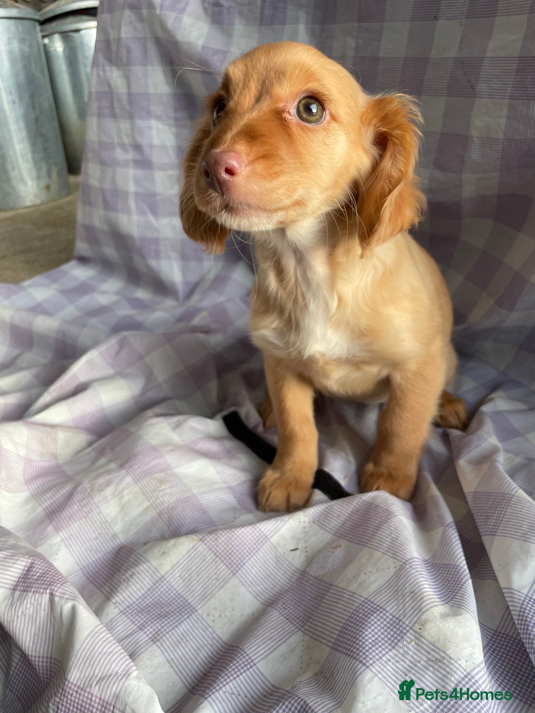 Cockapoo dogs for sale: Cockapoo puppies  - Advert 16