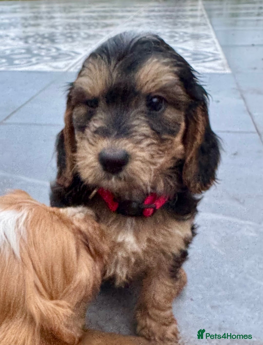 Stunning show type cockapoo puppies for sale in Stafford Pets4Homes