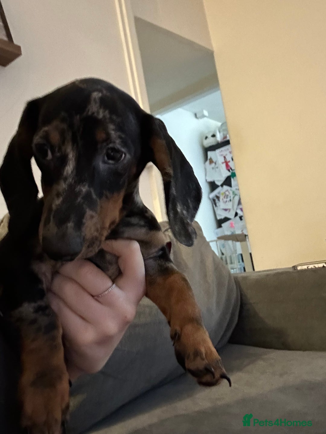Miniature Dachshund dogs for sale: Miniature dachshunds for sale - ready to go now  - Image 11