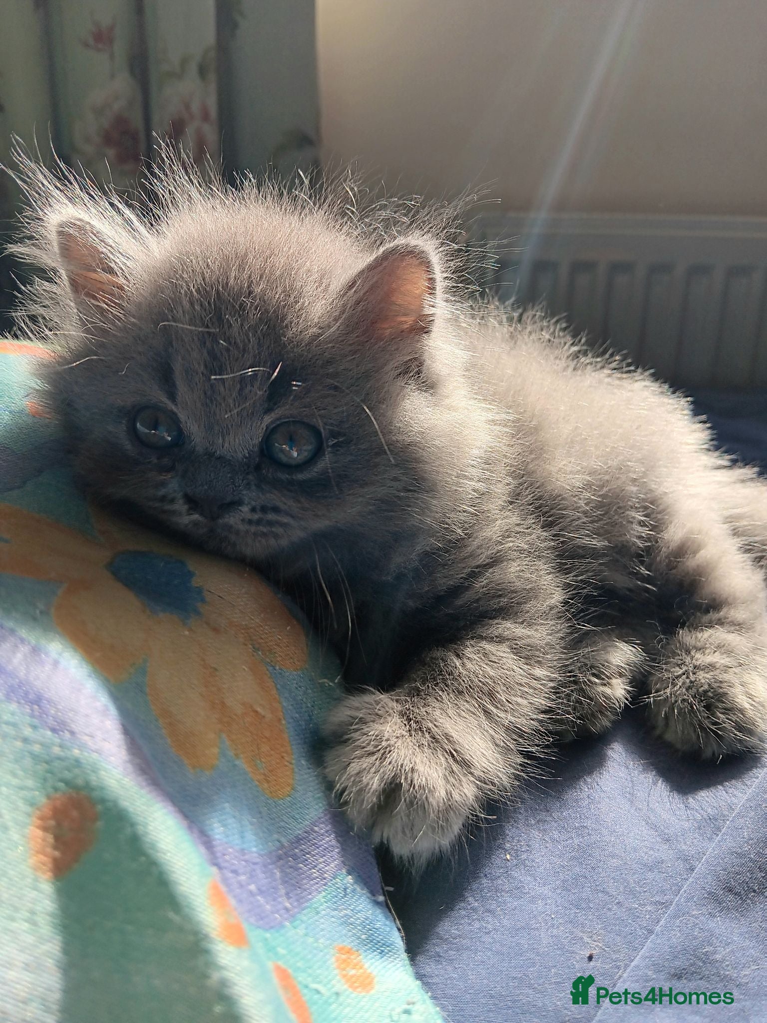 British Shorthair cats Blue Kittens – TICA Reg, PKD Tested - Advert 4