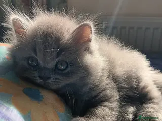 British Shorthair cats Blue Kittens – TICA Reg, PKD Tested - Advert 4