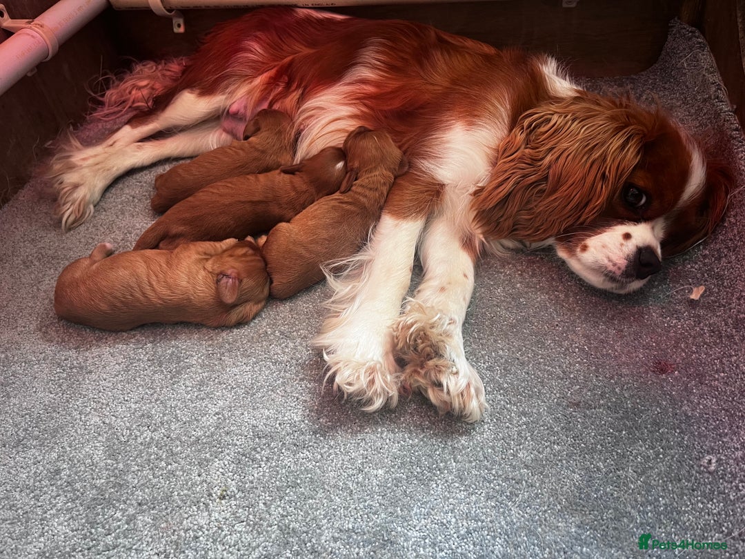 Cavalier King Charles Spaniel dogs for sale: KC registered and DNA clear cavaliers - Image 7