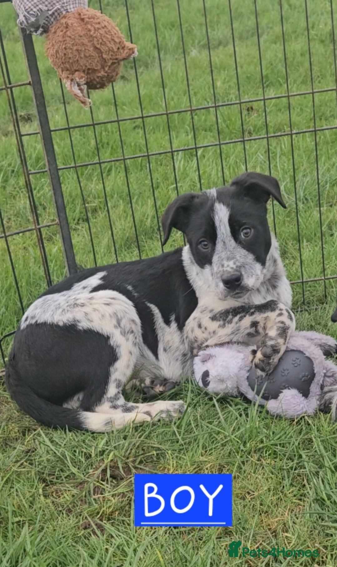 Mixed Breed dogs AUSTRALIAN CATTLE DOG X COLLIE PUPPIES - Advert 4